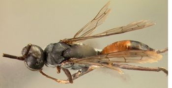 Media type: image;   Entomology 10025 Aspect: habitus dorsal view